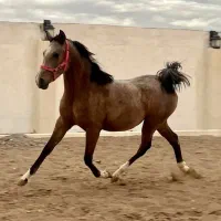 آموزش سوارکاری