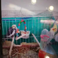 دو عدد عروس هلندی با قفس