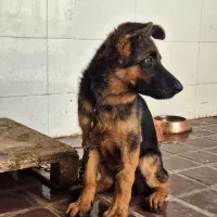 توله نر ۴ ماهه