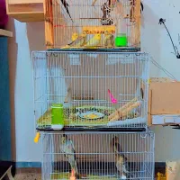 تعدادی عروس هلندی جوان و جوجه