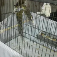 قناری نرو ماده رسمی بلند(شاخص)