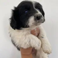 سگ دوماهه|سگ|شهرضا, |دیوار