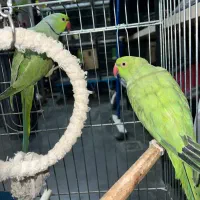 ملنگو نرو ماده قیمت عالی کارداده به شرط