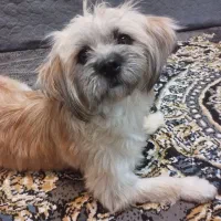 پانسیون خانگی حیوانات با مراقبت ویژه|خدمات پیشه و مهارت|تهران, خاک سفید|دیوار