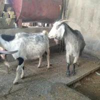 بز و بزغاله