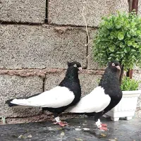 نروماده سینه سیاه چشم نوک سفید پرنده کفتر