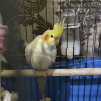 جفت عروس هلندی با سه عدد جوجه