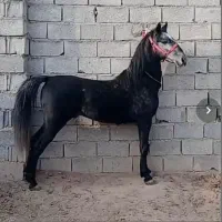 اسب کله قوچی کرد اصیل