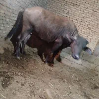 گاومیش شکم اول درجه یک  45روز مونده به زایمان|حیوانات مزرعه|میاندوآب, |دیوار