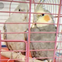 عروس هلندی جفت باتخم