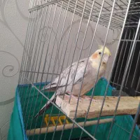عروس هلندی ماده