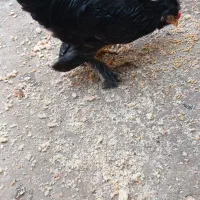 مرغ و خروس گلین