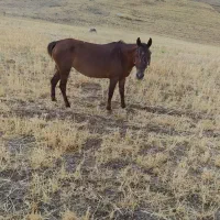 اسب ماده ۳سال سرحال