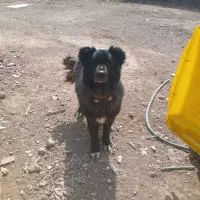 توله قدرجونی ۲ ماه در یک برا آموزش فی ۲۵۰۰