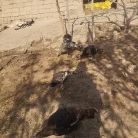 هشتدر خان|حیوانات مزرعه|کشاورز, |دیوار