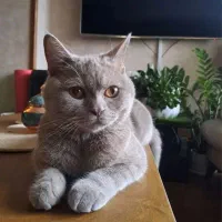 بیریتیش بلو لیلاک