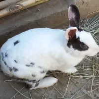 خرگوش نر