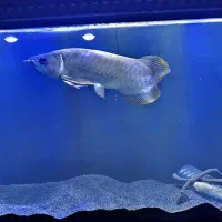 ماهی آروانا گلدن های بک ۳۰سانتی|ماهی|تهران, باغ خزانه|دیوار