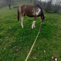 اسب مادیان  ۳ساله