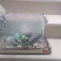 آکواریوم|ماهی|قزوین, |دیوار