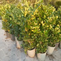 باغبانی|خدمات باغبانی و درختکاری|تهران, زیبادشت|دیوار