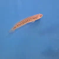 چانا و آروانا|ماهی|ساری, |دیوار