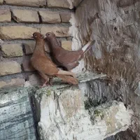 جفت زرد کرمانی کاکلی