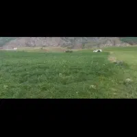 زمین ۸۵۰۰متری در دیلمان شمال