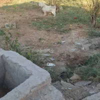 سگ پاپی|سگ|قمصر, |دیوار