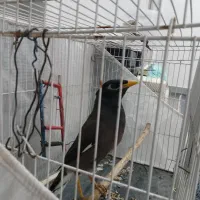 سلام یک عدد مینا ۶نیم ماهه  تازه به حرف آمده|پرنده|تایباد, |دیوار