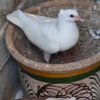 پرشی کاکلی واکسن زده