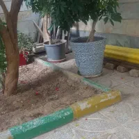 دو عدد گل شفلرا|گل و گیاه طبیعی|هشتگرد, شهرک بعثت|دیوار