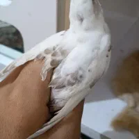 پرنده|پرنده|مشهد, رضاشهر|دیوار