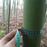 اولین وارد کننده بامبو وارداتی ایران