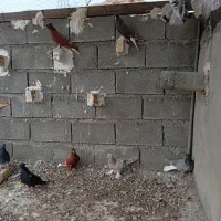 کبوتر دمسفید