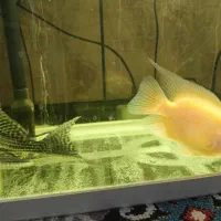 کت فیش(لجنخوار)|ماهی|خرمآباد, |دیوار