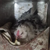 مرغ گلین کرچ گلین وجوجه گلین وجوجه اردک خارجی