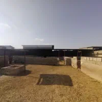 فروش دامداری ۱۵۰۰ متری در صغاد