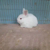 بجه خرگوش ناز