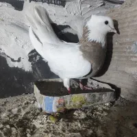 کفتر طوقی آجری