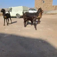 دوراس.بزچهل خال.یک زایید.ویک ابستن|حیوانات مزرعه|تربت جام, میان جام|دیوار