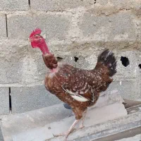 مرغ و خروس گلین گردن لخت