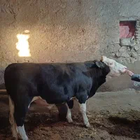 گاو ۱۵ ماهه