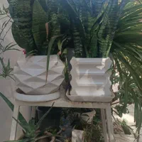 گل طبیعی آپارتمانی گلدان شاداب