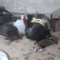 فروش حدود ۲۰ تا بوقلمون