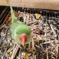 شاه طوطی اسکندری 6ماهه سخنگو
