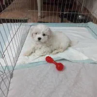 سگ مالتی کراس ۳ ماهه|سگ|ری, ظهیرآباد|دیوار