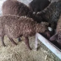 نربره چاق سالم|حیوانات مزرعه|دلند, |دیوار