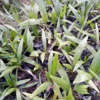 پالم شمشاد یاس هلندی یوکا|گل و گیاه طبیعی|شلمان, |دیوار