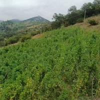 ترب ولوبیا چیتی
